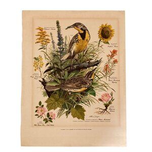 Vintage Arthur Singer Print #7 Western Meadowlark and Botanicals